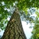 Loblolly Pine at the Houston Arboretum These trees were used for masts of sailing ships according to a nearby sign.
