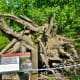 A toppled tree from a hurricane at Houston Arboretum