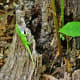 Anole Lizard with extended dewlap