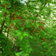 Pretty red berries