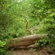 Fallen trees are left to decompose