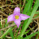 Pink wildflower