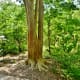 Base of a crape myrtle tree