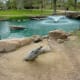 Sculpture of Alligator