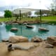 View of Alligator Sculpture & Stage/Pavilion