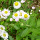 Wildflowers along the trail