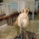 Ancient Greek or Roman Amphora