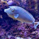 Fish in large aquarium