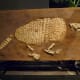 Giant Armadillo fossil Holmesina