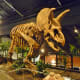 Triceretops horridus – Early Cretaceous – 145 Million Years ago