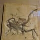 Small Theropod Dinosaur fossil from Late Jurassic