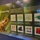 Information about frogs
