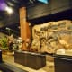 Dinosaurs & Fossils