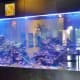 Large 2,000 gallon saltwater aquarium
