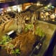 Looking down at T. Rex dinosaur + Struthiomimus