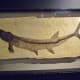 Fish Ichthyodectes ctenodon – Late Cretaceous