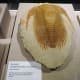 Trilobite – Late Cambrian