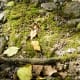 Moss, rocks, and leaves