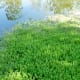 Aquatic vegetation in the pond