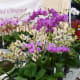 Beautiful orchids
