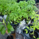 Tomato plants & more at the Eastside Farmer’s Market