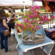 Spectacular bonsai bougainvillea