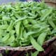 Sugar snap peas
