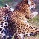 Houston zoo photo