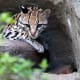 Ocelot in Houston Zoo