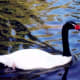 Houston zoo photo