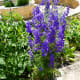 Purple Larkspur