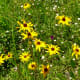 Native wildflowers grown in Mandell Park
