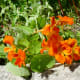 Orange Nasturtiums