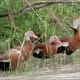 Black-bellied Whistling Ducks