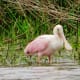 Roseate Spoonbill