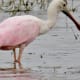 Roseate Spoonbill