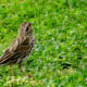 Savannah sparrow