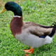 Many ducks in the lake area