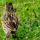 Savannah sparrow