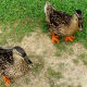 Friendly ducks