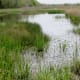 Wetland area