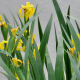 Louisiana Iris in bloom