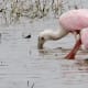 Roseate Spoonbills