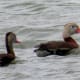 Black-bellied Whistling Ducks