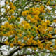 Huisache trees in bloom