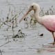 Roseate Spoonbill