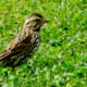 Savannah sparrows were busy finding insects in Seabourne Creek Nature Park.