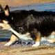 Mission accomplished! I got that ball out of the water in Congressman Bill Archer Park.