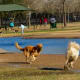 Congressman Bill Archer Park