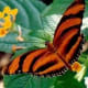 cockrell-butterfly-center-houston-museum-of-natural-science